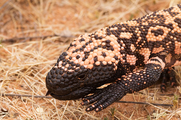 Gila Monster Heloderma suspectum