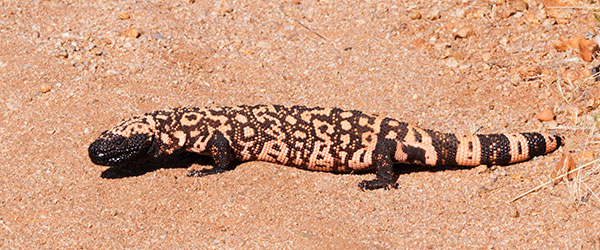 Gila Monster Heloderma suspectum