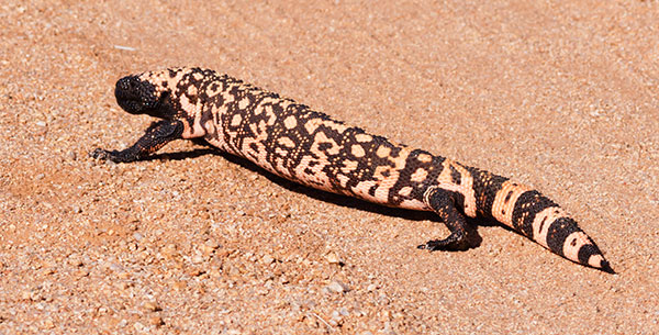 Gila Monster Heloderma suspectum