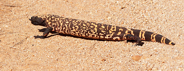 Gila Monster Heloderma suspectum