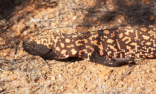 Gila Monster Heloderma suspectum
