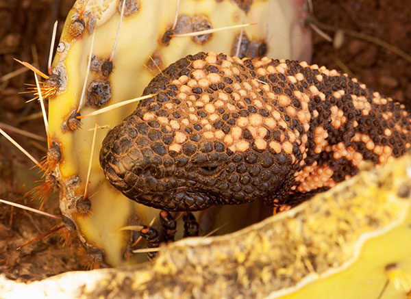 Gila Monster Heloderma suspectum