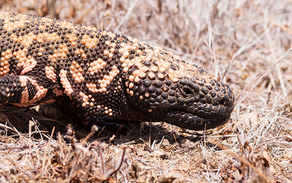 Gila Monster Heloderma suspectum
