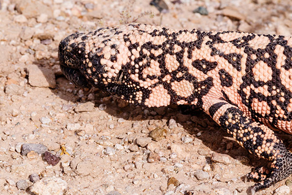 Gila Monster Heloderma suspectum