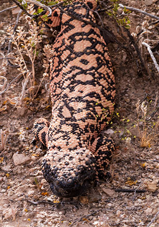 Gila Monster Heloderma suspectum