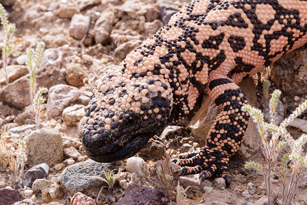 Gila Monster Heloderma suspectum