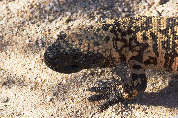 Gila Monster Heloderma suspectum
