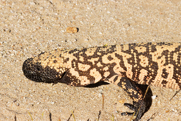Gila Monster Heloderma suspectum