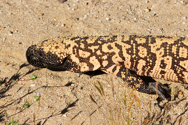 Gila Monster Heloderma suspectum