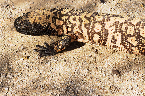 Gila Monster Heloderma suspectum