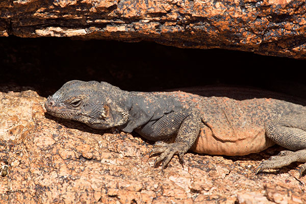 Common Chuckwalla Sauromalus ater Lizard 
