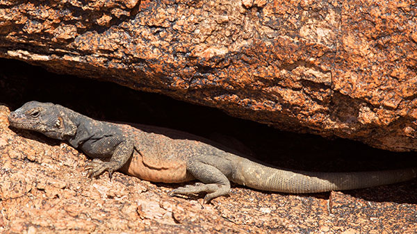 Common Chuckwalla Sauromalus ater Lizard 