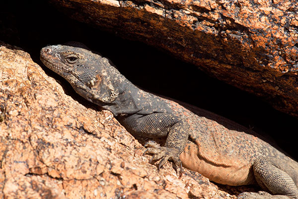 Common Chuckwalla Sauromalus ater Lizard 