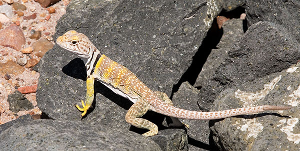 Eastern Collared Lizard Crotaphytus collaris 