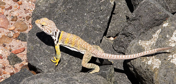 Eastern Collared Lizard Crotaphytus collaris 