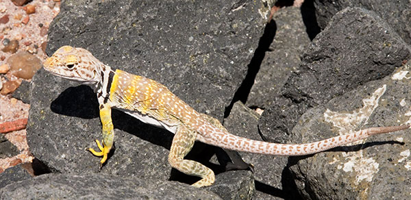 Eastern Collared Lizard Crotaphytus collaris 