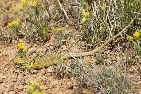 Eastern Collared Lizard Crotaphytus collaris 