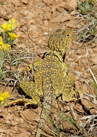 Eastern Collared Lizard Crotaphytus collaris 