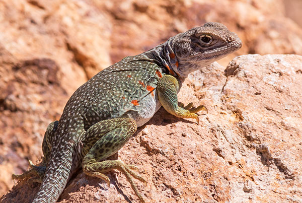 Eastern Collared Lizard Crotaphytus collaris 