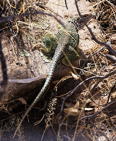 Eastern Collared Lizard Crotaphytus collaris 