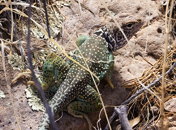 Eastern Collared Lizard Crotaphytus collaris 