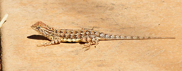 Elegant Earless Lizard Holbrookia elegans