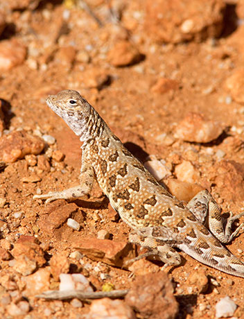 Elegant Earless Lizard Holbrookia elegans
