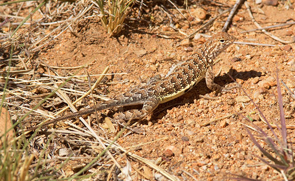 Elegant Earless Lizard Holbrookia elegans