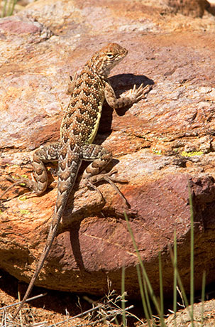 Elegant Earless Lizard Holbrookia elegans