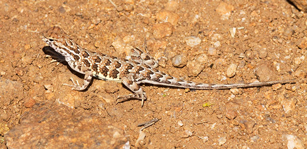 Elegant Earless Lizard Holbrookia elegans
