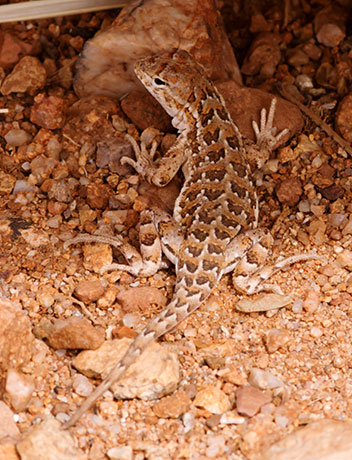 Elegant Earless Lizard Holbrookia elegans