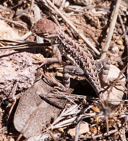 Elegant Earless Lizard Holbrookia elegans
