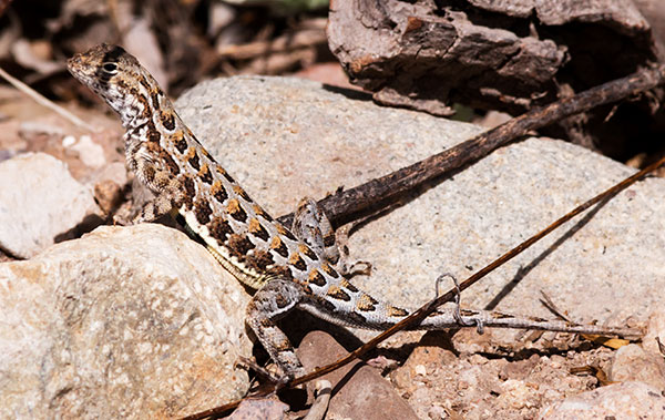 Elegant Earless Lizard Holbrookia elegans