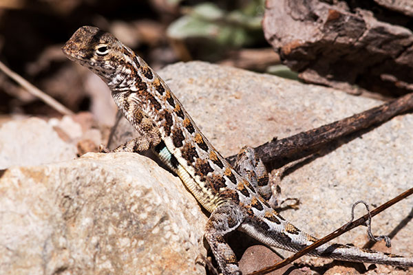 Elegant Earless Lizard Holbrookia elegans