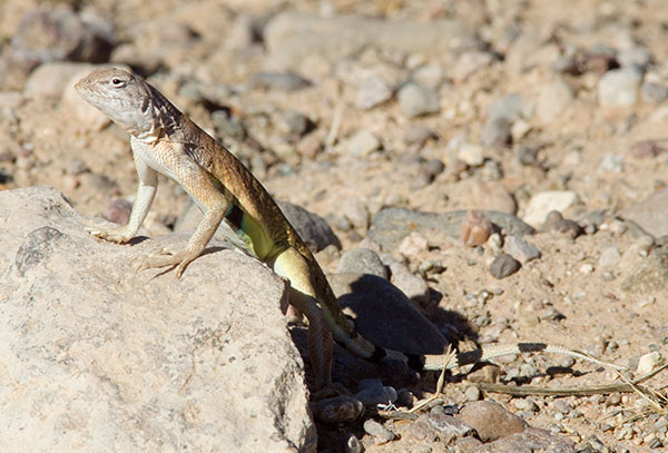 Greater Earless Lizard Southwestern Earless Lizard Cophosaurus texanus