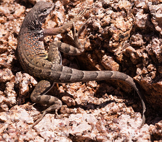 Greater Earless Lizard Southwestern Earless Lizard Cophosaurus texanus