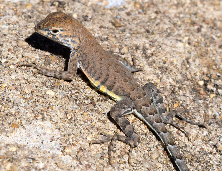 Greater Earless Lizard Southwestern Earless Lizard Cophosaurus texanus