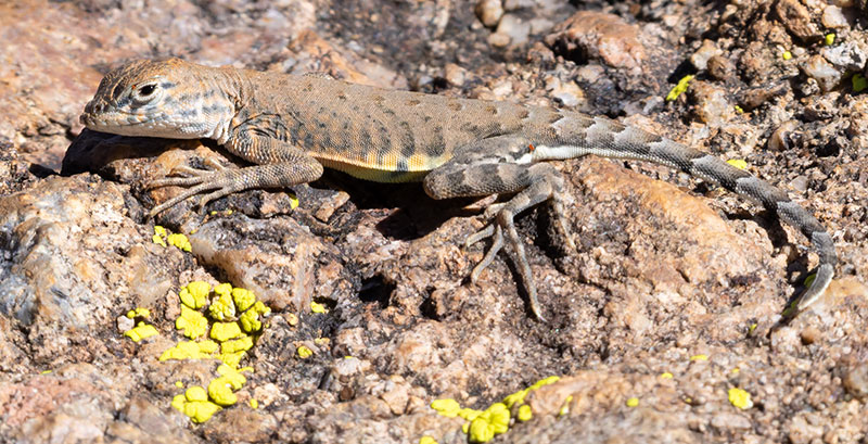 Greater Earless Lizard Southwestern Earless Lizard Cophosaurus texanus