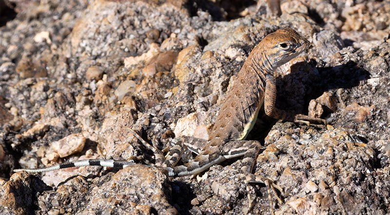 Greater Earless Lizard Southwestern Earless Lizard Cophosaurus texanus