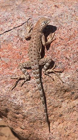 Common Lesser Earless Lizard Holbrookia maculata