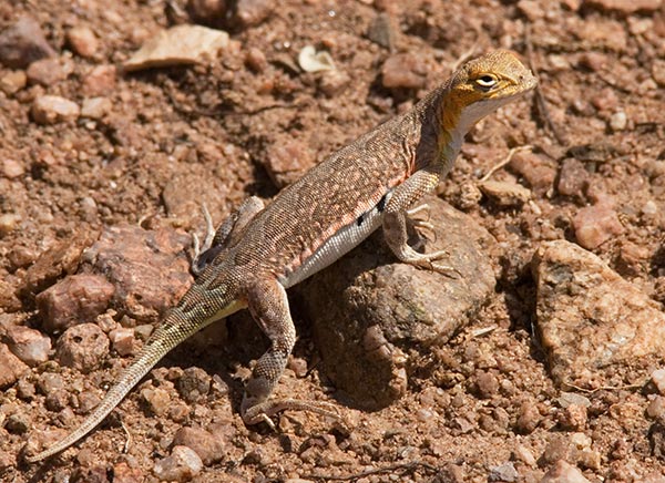 Common Lesser Earless Lizard Holbrookia maculata