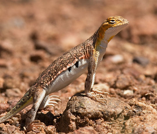 Common Lesser Earless Lizard Holbrookia maculata