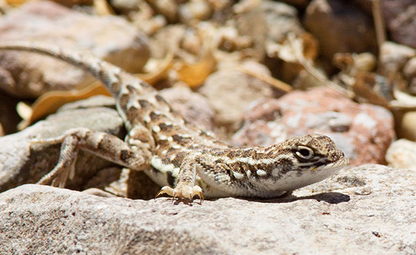 Common Lesser Earless Lizard Holbrookia maculata