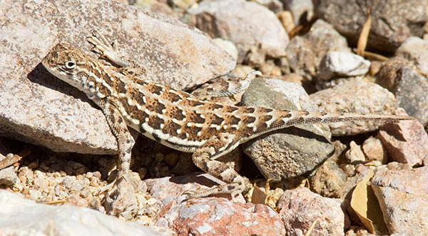 Common Lesser Earless Lizard Holbrookia maculata