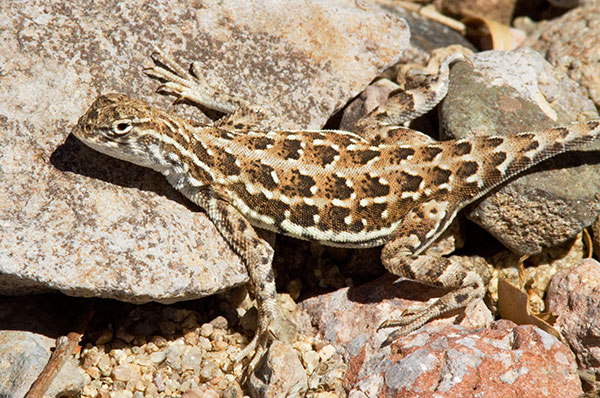 Common Lesser Earless Lizard Holbrookia maculata