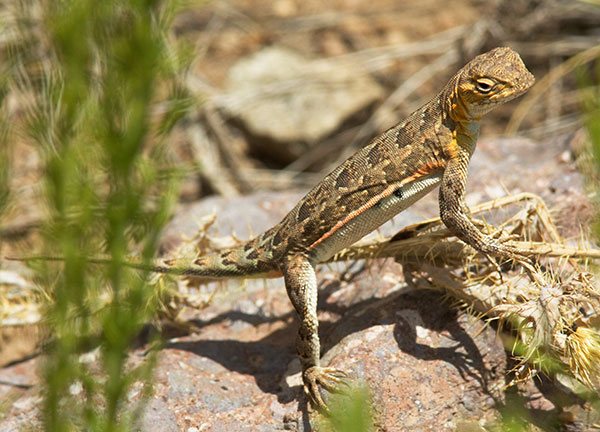 Common Lesser Earless Lizard Holbrookia maculata