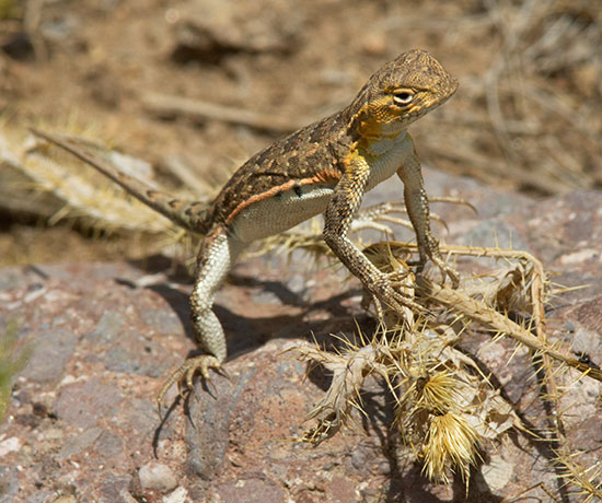 Common Lesser Earless Lizard Holbrookia maculata