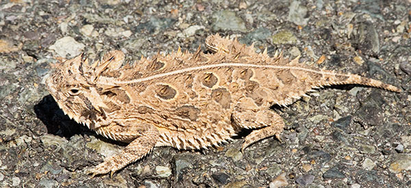 Texas Horned Lizard Phyrynosoma cornutum