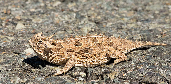 Texas Horned Lizard Phyrynosoma cornutum