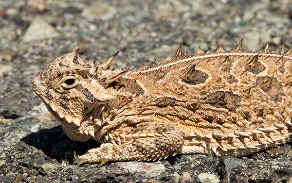 Texas Horned Lizard Phyrynosoma cornutum